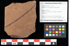 Foto (Objekt + Etikett) von Peridermium palaeopini Ettingshausen (NHMW-GEO-2024-0188-0002)